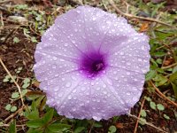 Ipomoea cairica 2, Saxifraga-Ed Stikvoort