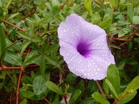 Ipomoea cairica 5, Saxifraga-Ed Stikvoort