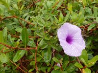 Ipomoea cairica 6, Saxifraga-Ed Stikvoort