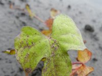 Ipomoea hederacea 2, Saxifraga-Rutger Barendse