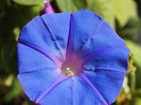 Ipomoea indica 12, Saxifraga-Sonja Bouwman  P34. Blue morning glory - Ipomoea indica - Convolvulaceae familie