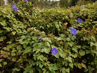 Ipomoea indica 3, Saxifraga-Ed Stikvoort