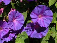 Ipomoea indica 4, Saxifraga-Ed Stikvoort