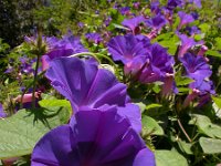 Ipomoea indica 6, Saxifraga-Ed Stikvoort