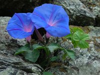 Ipomoea indica 8, Saxifraga-Ed Stikvoort