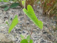 Ipomoea lacunosa 2, Saxifraga-Rutger Barendse