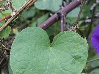 Ipomoea purpurea 11, Saxifraga-Rutger Barendse