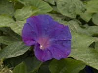 Ipomoea purpurea 6, Saxifraga-Willem van Kruijsbergen