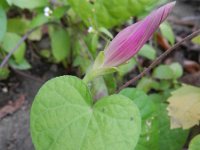 Ipomoea purpurea 9, Saxifraga-Rutger Barendse