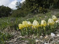 Iris chamaeiris 10, Saxifraga-Willem van Kruijsbergen