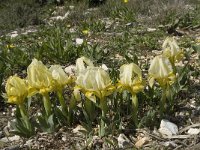 Iris chamaeiris 14, Saxifraga-Willem van Kruijsbergen