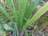 Iris foetidissima 6, Stinkende lis, Saxifraga-Rutger Barendse