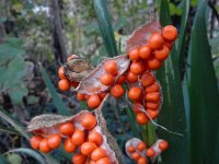 Iris foetidissima 9, Stinkende lis Saxifraga-Ed Stikvoort