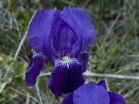 Iris germanica 5, Saxifraga-Willem van Kruijsbergen