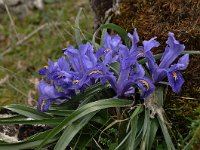 Iris planifolia