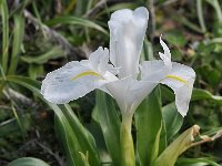 Iris planifolia 15, Saxifraga-Harry Jans