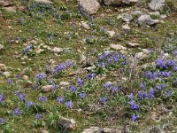 Iris planifolia 16, Saxifraga-Harry Jans