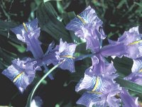 Iris planifolia 20, Saxifraga-Inigo Sanchez