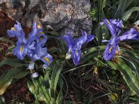 Iris planifolia 4, Saxifraga-Harry Jans