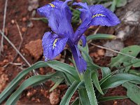 Iris planifolia 6, Saxifraga-Harry Jans