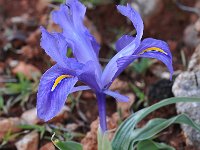 Iris planifolia 7, Saxifraga-Harry Jans