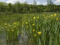 Iris pseudacorus 29, Gele lis, Saxifraga-Jan van der Straaten