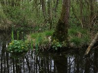 Iris pseudacorus 38, Gele lis, Saxifraga-Hans Boll