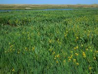 Iris pseudacorus 41, Gele lis, Saxifraga-Ed Stikvoort