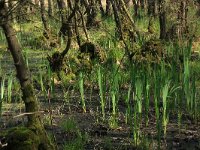 Iris pseudacorus 51, Gele lis, Saxifraga-Hans Boll