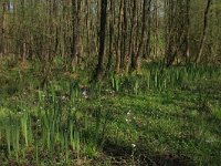 Iris pseudacorus 52, Gele lis, Saxifraga-Hans Boll