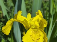 Flower of Yellow flag (Iris pseudacorus)  flower; Yellow flag; Iris pseudacorus; yellow iris; water flag; in flower; flowering; in bloom; blooming; growth; spring; springtime; yellow; beauty in nature; beauty; beautiful; nature; natural; outside; outdoor; no people; nobody; rural scene; close-up; macro; closeup