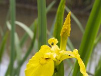 Iris pseudacorus 68, Gele lis, Saxifraga-Jan Nijndijk