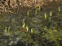 Iris pseudacorus 9, Gele lis, Saxifraga-Marijke Verhagen