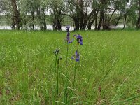 Iris siberica 35, Siberische lis, Saxifraga-Hans Grotenhuis