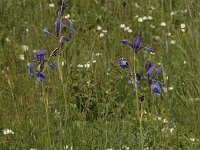 Iris sibirica 15, Siberische lis, Saxifraga-Bas Klaver