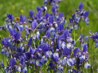 Iris sibirica 3, Siberische lis, Saxifraga-Branko Bakan