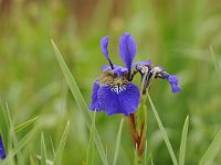 Iris sibirica 33, Siberische lis, Saxifraga-Luuk vermeer