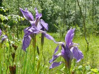 Iris sibirica 34, Siberische lis, Saxifraga-Hans Grotenhuis