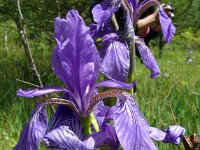 Iris sibirica 37, Siberische lis, Saxifraga-Hans Grotenhuis
