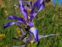 Iris spuria ssp demetrii 5, Saxifraga-Ed Stikvoort