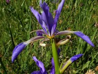 Iris spuria ssp demetrii 6, Saxifraga-Ed Stikvoort