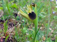 Iris tuberosa 3, Saxifraga-Ed Stikvoort