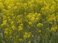 Isatis tinctoria 10, Wede, Saxifraga-Jan van der Straaten