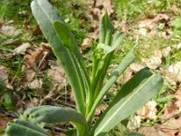 Isatis tinctoria 17, Wede, Saxifraga-Rutger Barendse