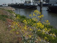 Isatis tinctoria 25, Wede, Saxifraga-Jan van der Straaten