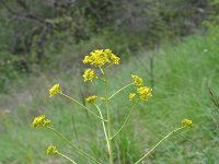 Isatis tinctoria 7, Wede, Saxifraga-Jeroen Willemsen