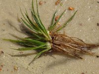 Isoetes lacustris 3, Saxifraga-Hans Grotenhuis