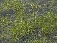 Isolepis fluitans 18, Vlottende bies, Saxifraga-Willem van Kruijsbergen