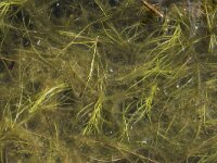 Isolepis fluitans 19, Vlottende bies, Saxifraga-Willem van Kruijsbergen