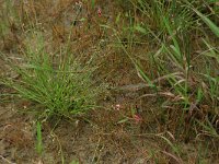 Isolepis setacea 10, Borstelbies, Saxifraga-Hans Boll